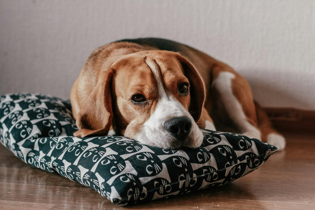 Coussin pour chien déhoussable