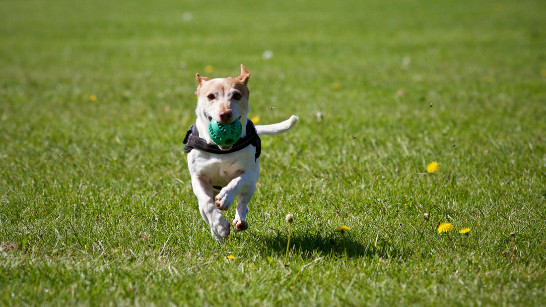 jouet-pour-chien