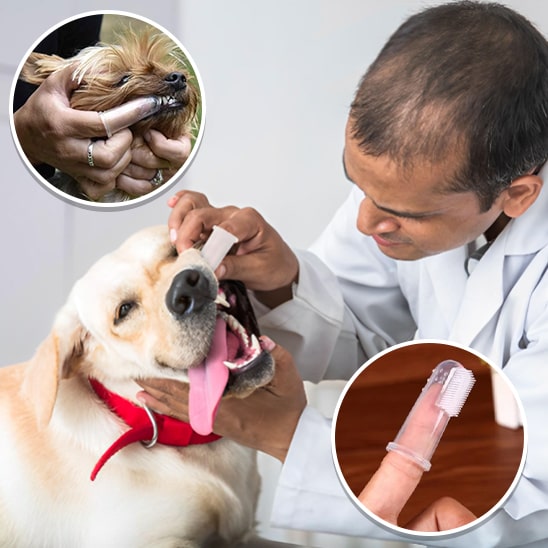 Brosse à dents pour chien | Dentipaw™