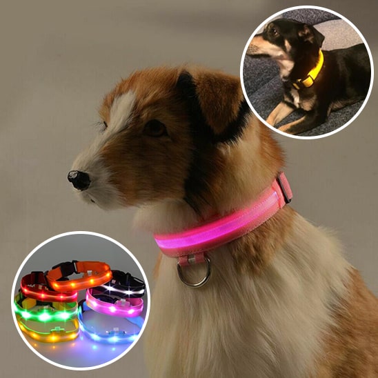 Collier-LED-pour-chien