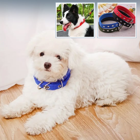 Collier pour Chien | Atlas ™