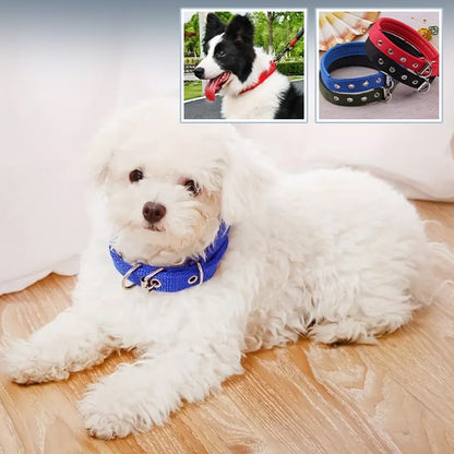 Collier pour Chien | Atlas ™