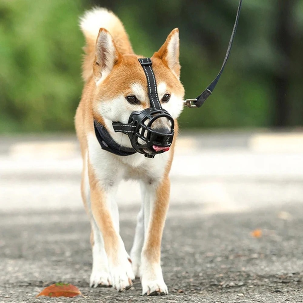 Muselière pour chien