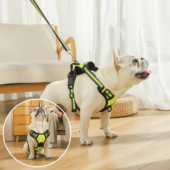 accessoires-pour-animaux-de-compagnie