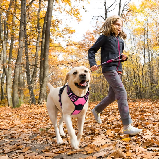 accessoires-pour-animaux-de-compagnie