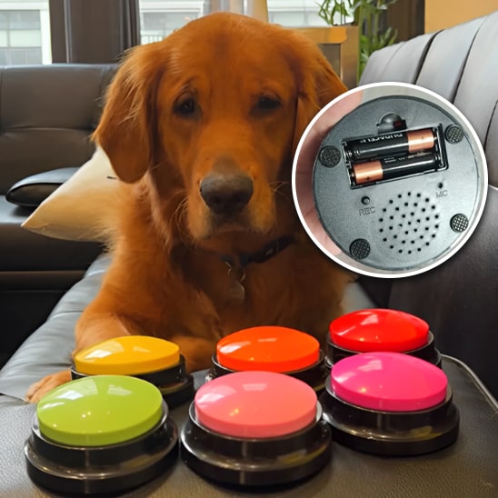 jouets-interactifs-pour-chien