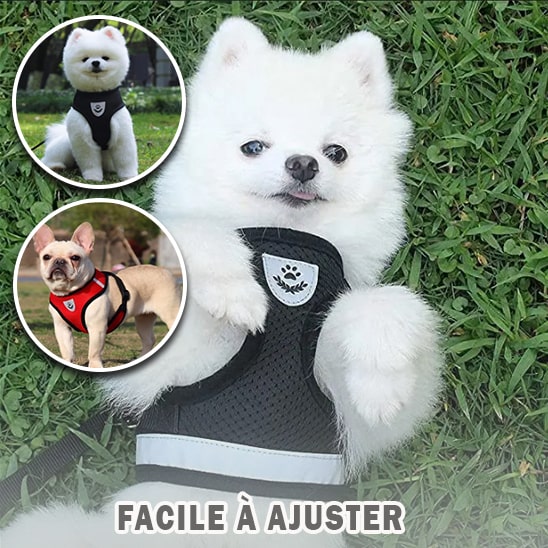 sangle-chien-petite-taille-calin